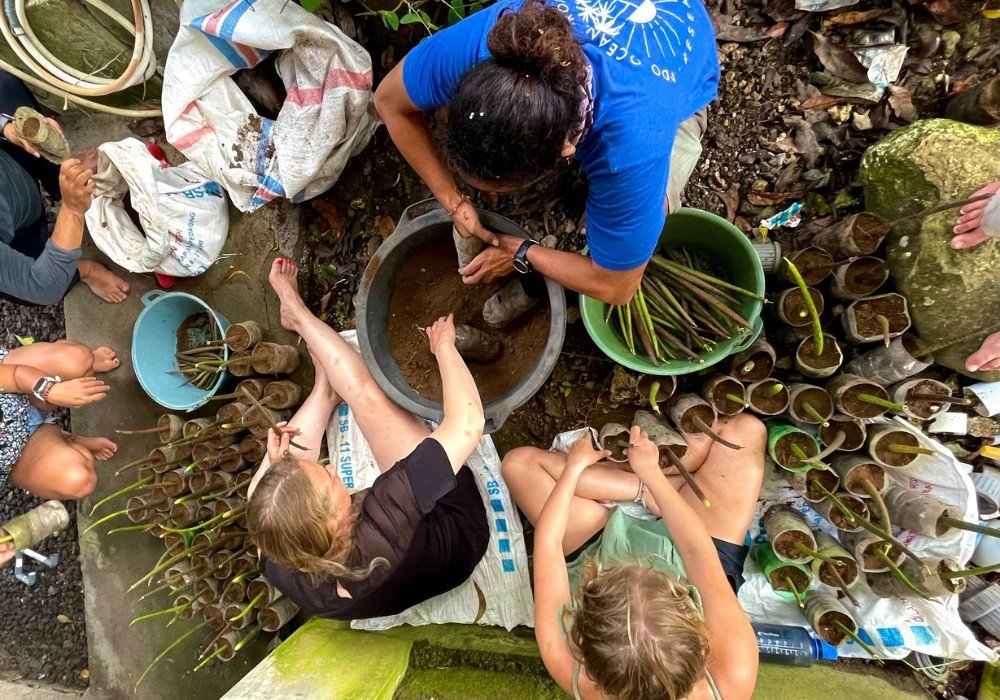 Mangrove Reforestation